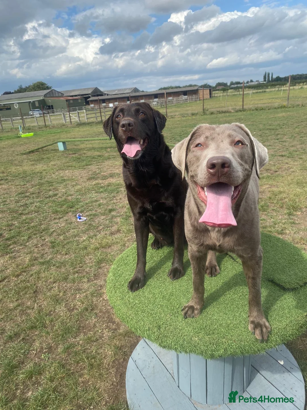 Labrador Retriever dogs for stud: Stud only, stunning silver labrador  - Advert 1