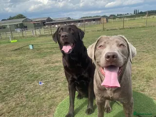 Labrador Retriever dogs Stud only, stunning silver labrador - Advert 1