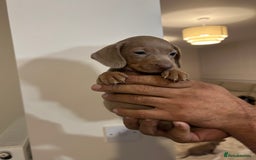 Miniature Dachshund dogs for sale: Miniature dachshunds  - Image 2
