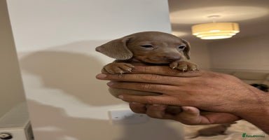Miniature Dachshund dogs - Advert 10