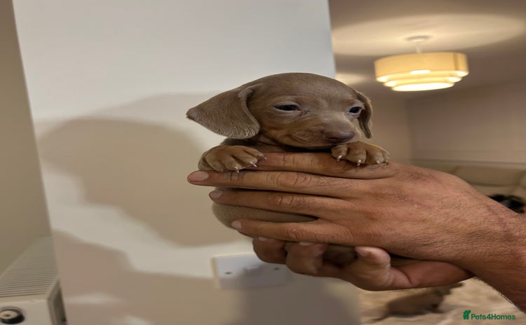 Miniature Dachshund dogs - Advert 8