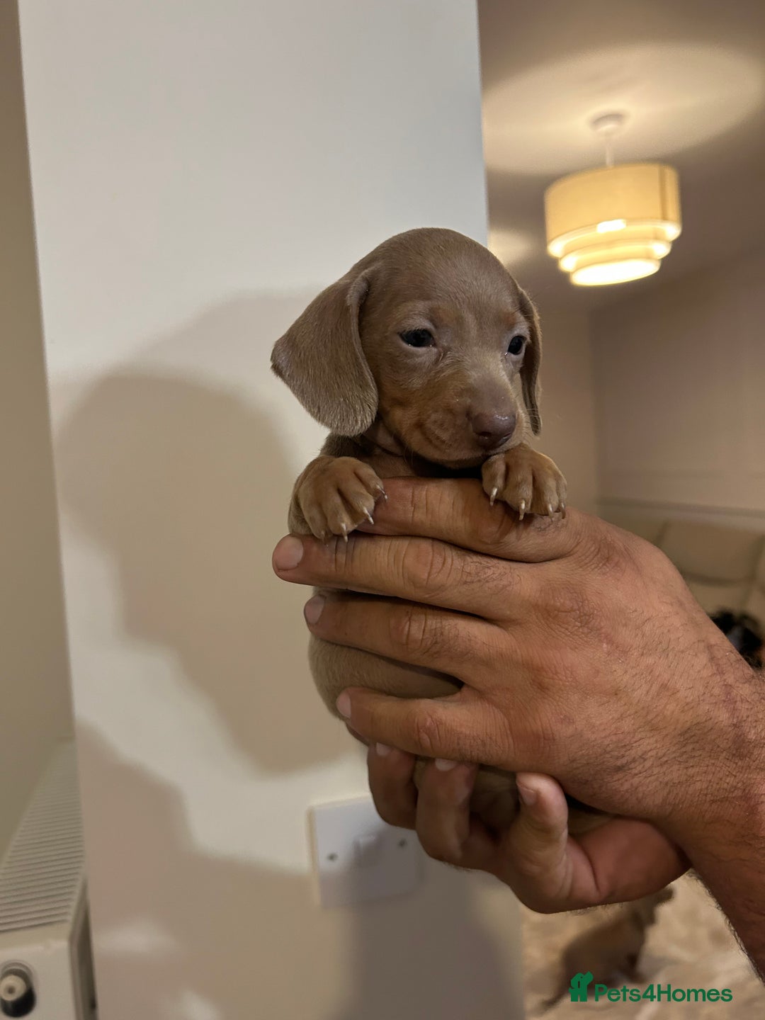 Miniature Dachshund dogs for sale: Miniature dachshunds  - Image 2