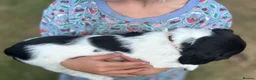 English Springer Spaniel dogs for sale: KC registered family friendly Springer Spaniels - Advert 17