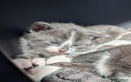 Mixed Breed cats for sale: Two Adorable Kittens – Ready for New Homes - Image 6