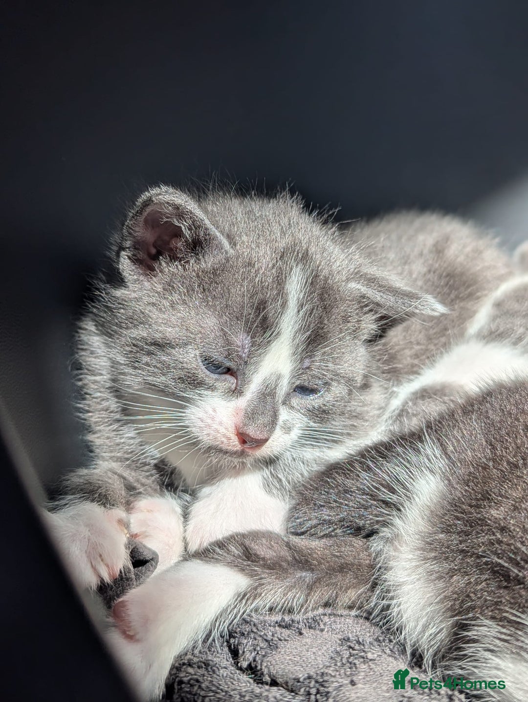 Mixed Breed cats for sale: Two Adorable Kittens – Ready for New Homes - Image 6