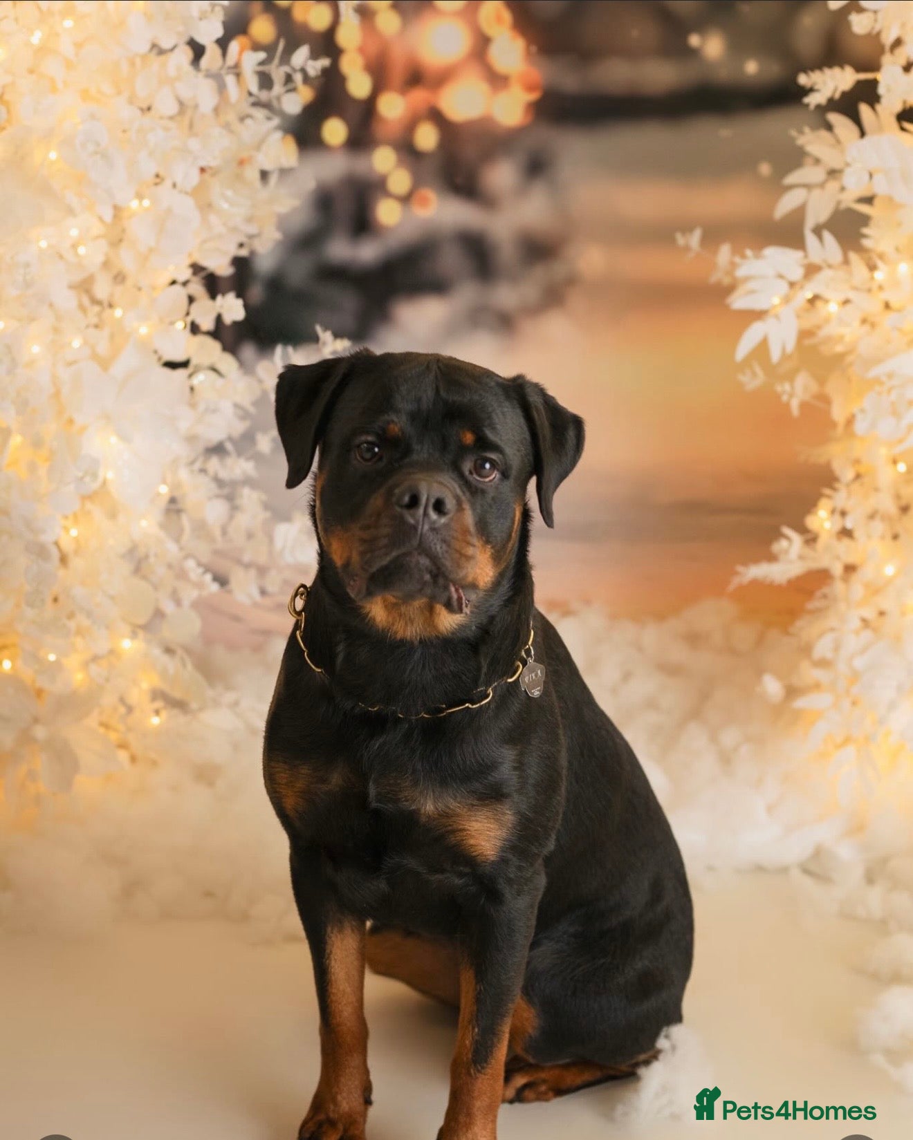 Rottweiler dogs Rottweiler puppies  - Advert 3