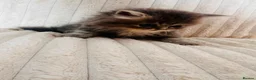 Persian cats for sale: Gorgeous Persian Kittens  - Advert 5