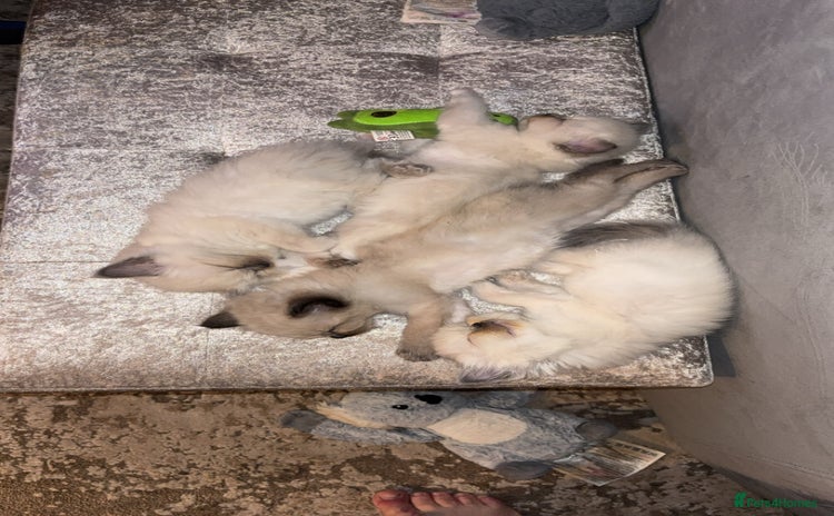 Ragdoll cats - Advert 1
