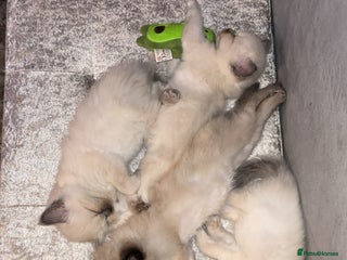 Ragdoll cats - Advert 12