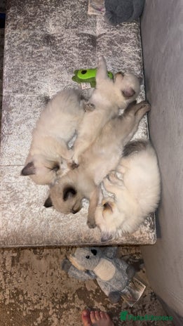 Ragdoll cats - Advert 13