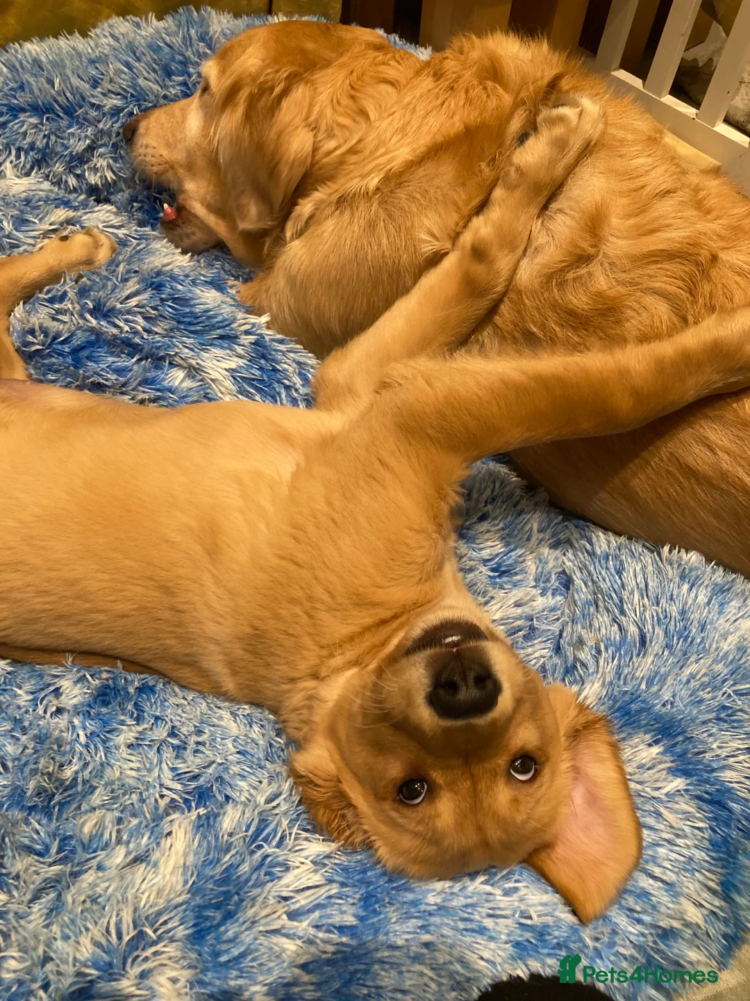 Golden Retriever dogs for sale: KC REGISTERED GOLDEN RETRIEVER PUPPY  - Advert 5