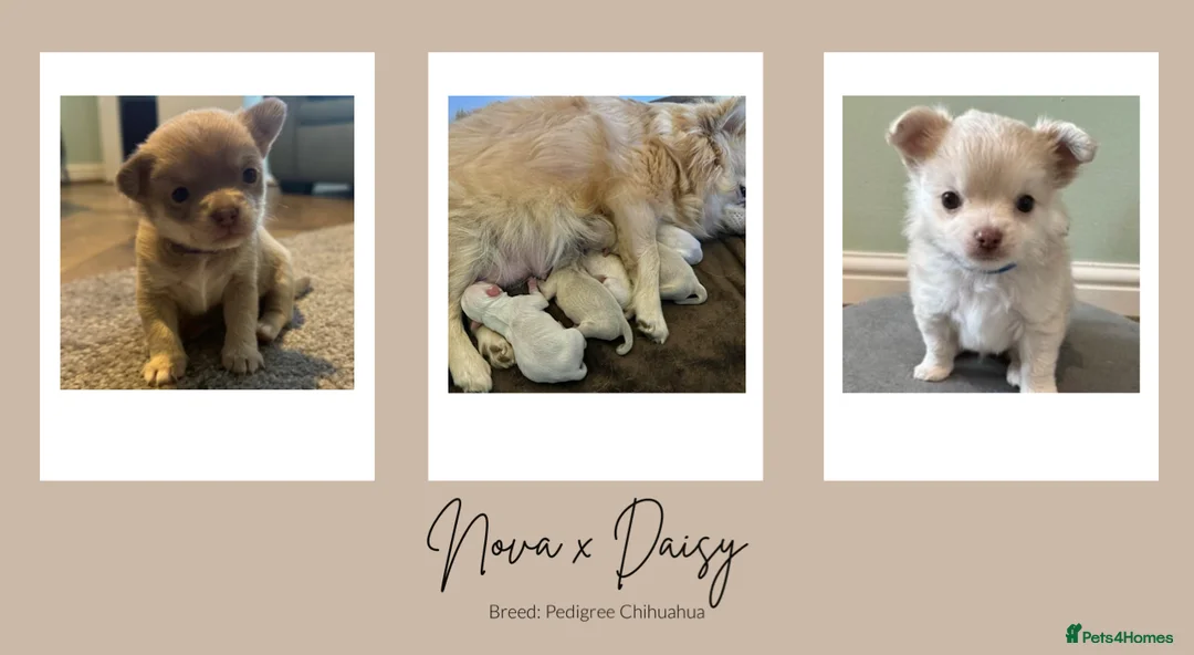 Chihuahua dogs for stud: Unique Chihuahua for Stud 🐾 in Southampton - Advert 27