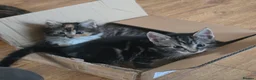 Mixed Breed cats for sale: Last two kitten ready to leave nest  in London - Advert 4