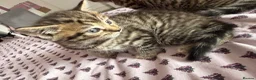 British Shorthair cats for sale: Adorable Kittens Looking for Loving Homes 🐾 - Advert 22