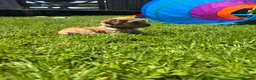 Cockapoo dogs for sale: Beautiful cockerpoo puppies - Advert 4