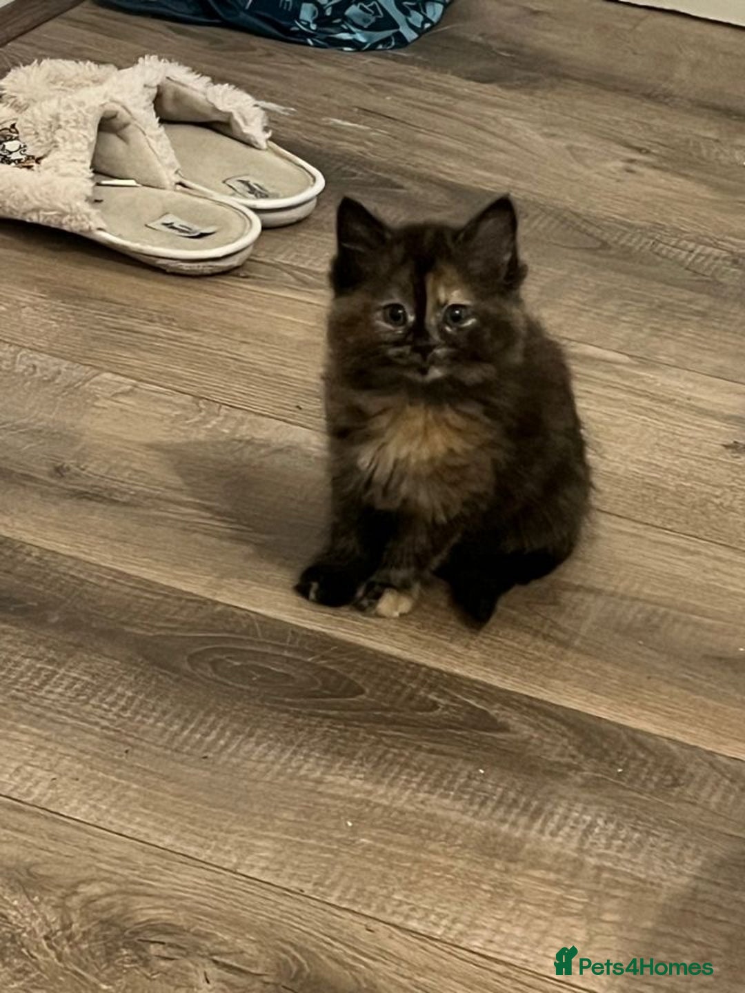 Mixed Breed cats for sale: 7 cute girl kittens  - Advert 3