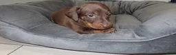 Miniature Dachshund dogs for sale: 5 Miniature Dachshund Puppies - Advert 12