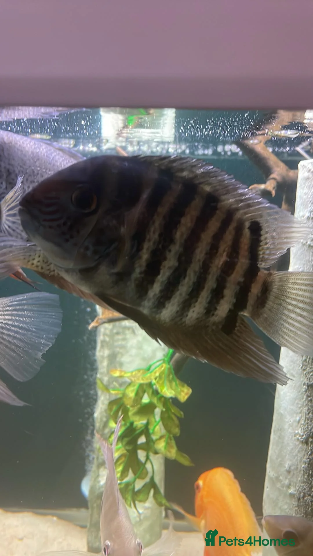 Cichlids fish for sale: Amazing severums available  - Advert 2