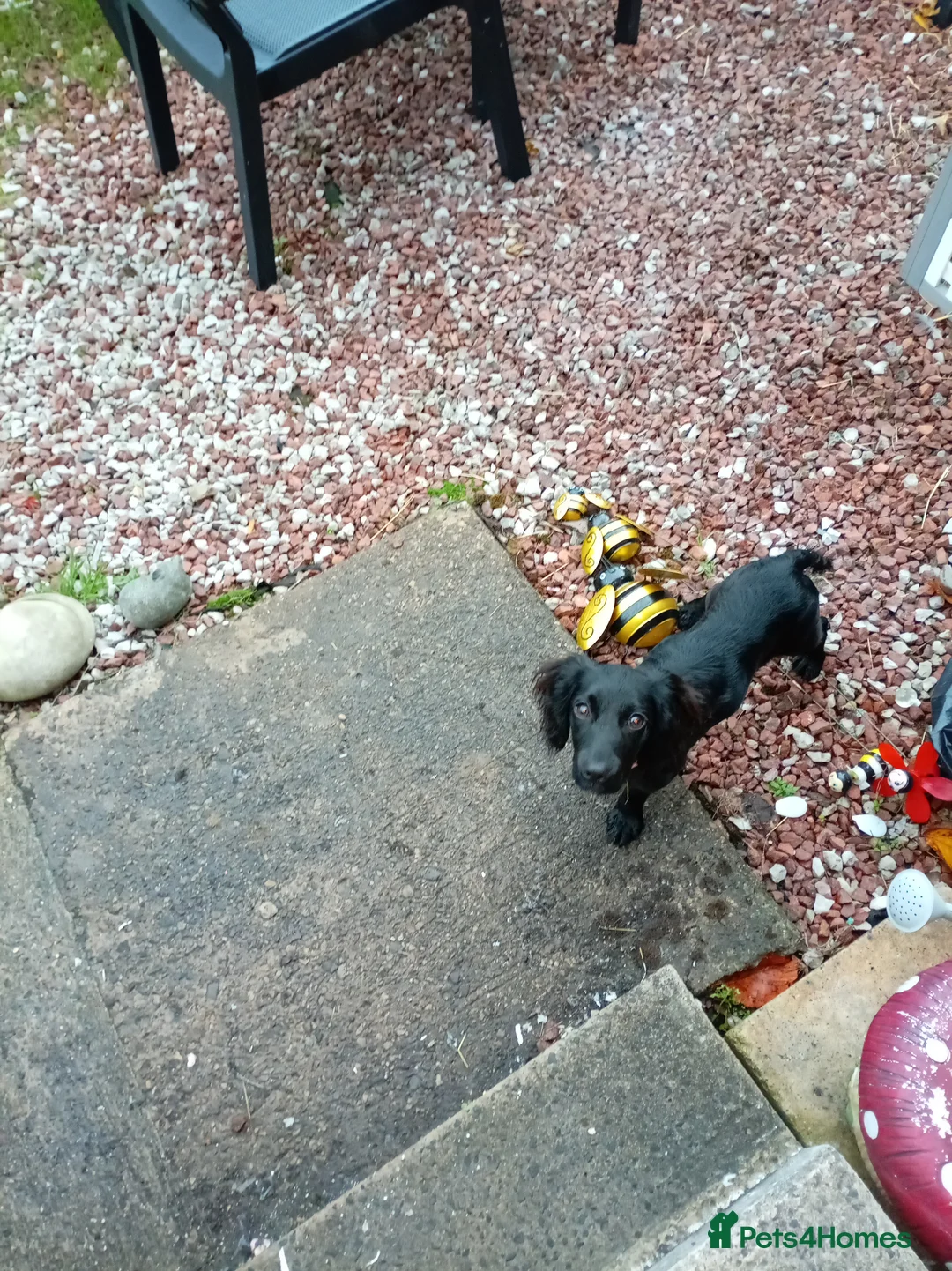 Cocker Spaniel dogs for sale: Cocker spaniel pup  - Advert 11