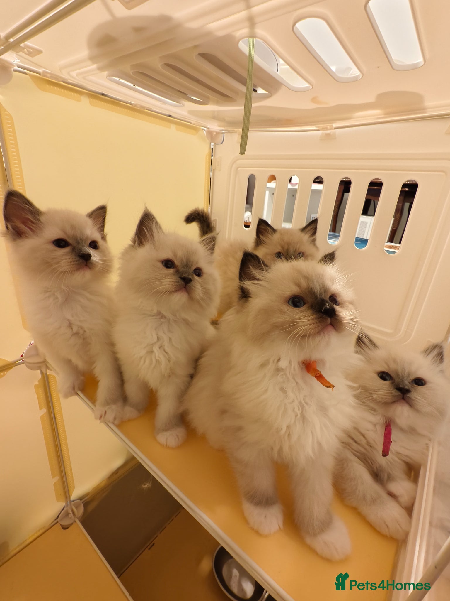 Ragdoll cats Loving Mitted Kittens – Ready for Homes - Advert 2