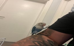 Lovebirds birds for sale: Lovebird, cages, birdstand and food for sale  - Image 1