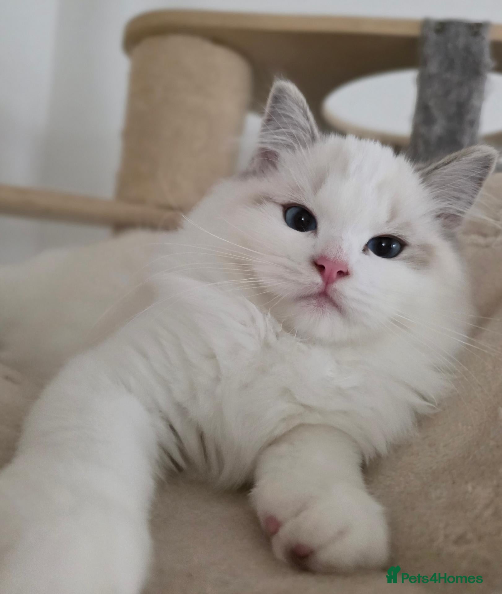 Ragdoll cats 💓please read🩵🏆European Champion lines 💫Tica - Advert 2
