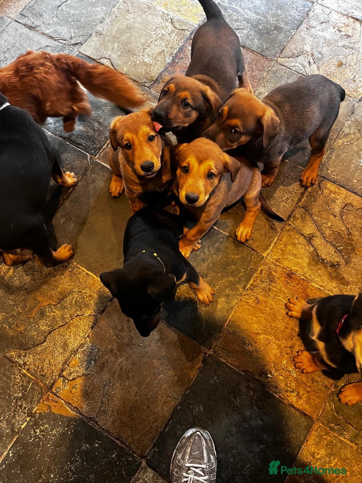 Dobermann dogs Beautiful litter of European Dobermann X - Advert 14