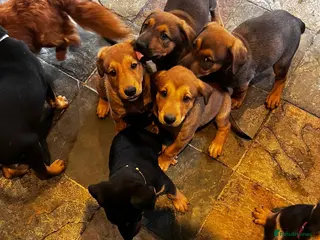 Dobermann dogs Beautiful litter of European Dobermann X - Advert 14