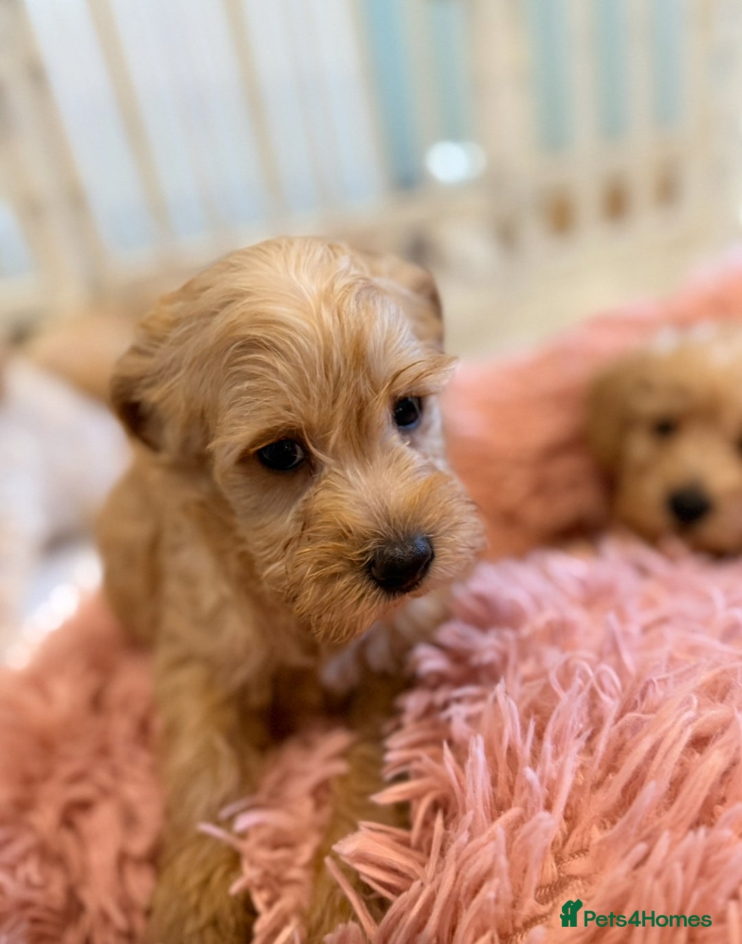 Mixed Breed dogs for sale: Toy/Mini Schnoodle Puppies  - Advert 19