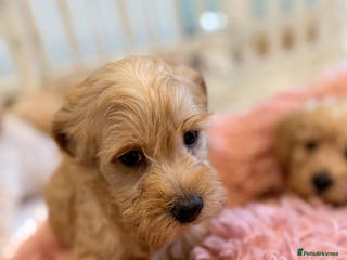 Mixed Breed dogs Toy/Mini Schnoodle Puppies - Advert 5