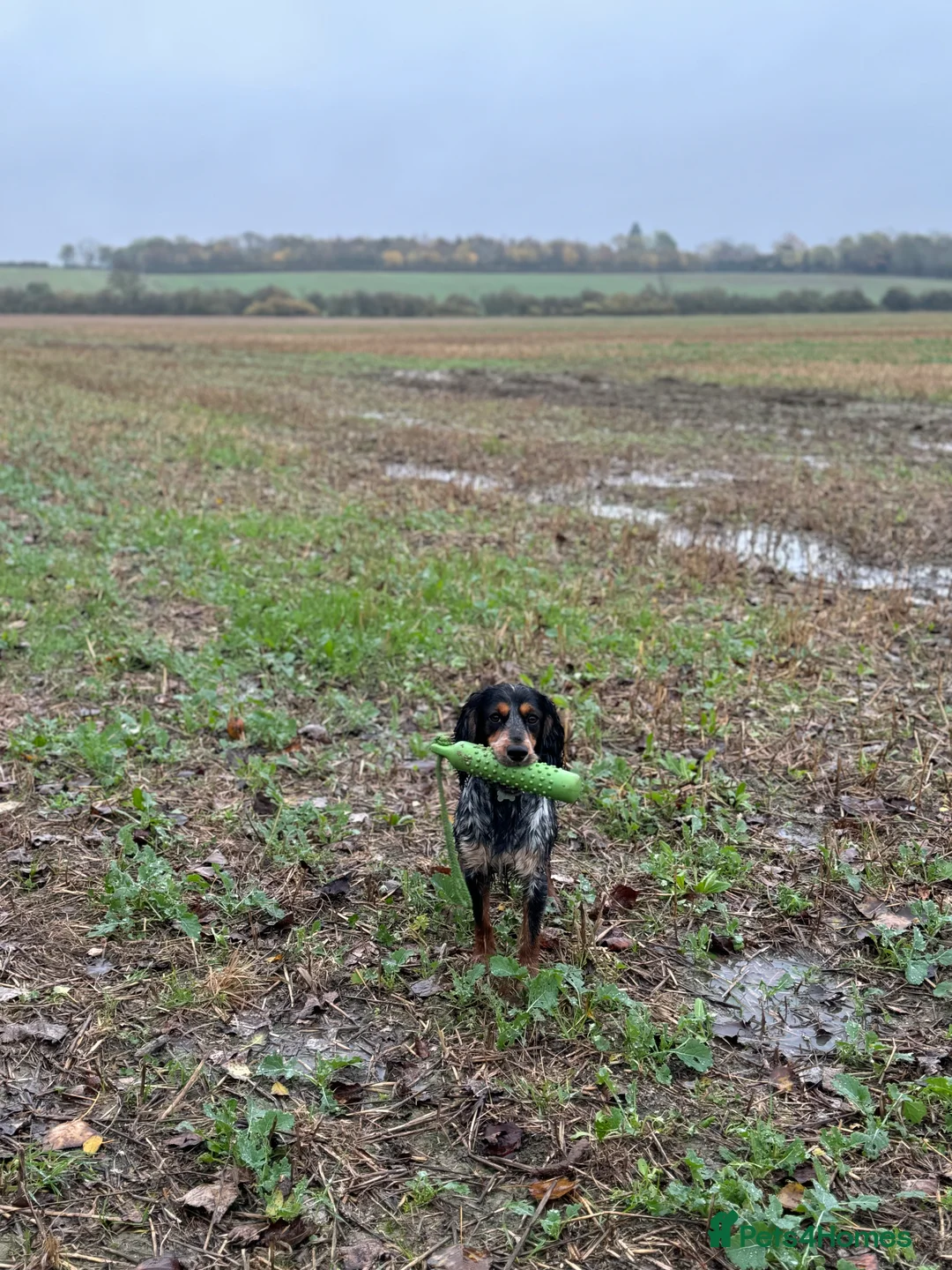 Cocker Spaniel dogs for stud: Blue roan and tan cocker spaniel for stud - Advert 11