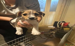 Mixed Breed dogs for sale: Tri-coloured Boy - Image 4