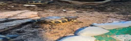 Hermann Tortoise reptiles for sale: Herman hatchlings. Tortoise. - Advert 4
