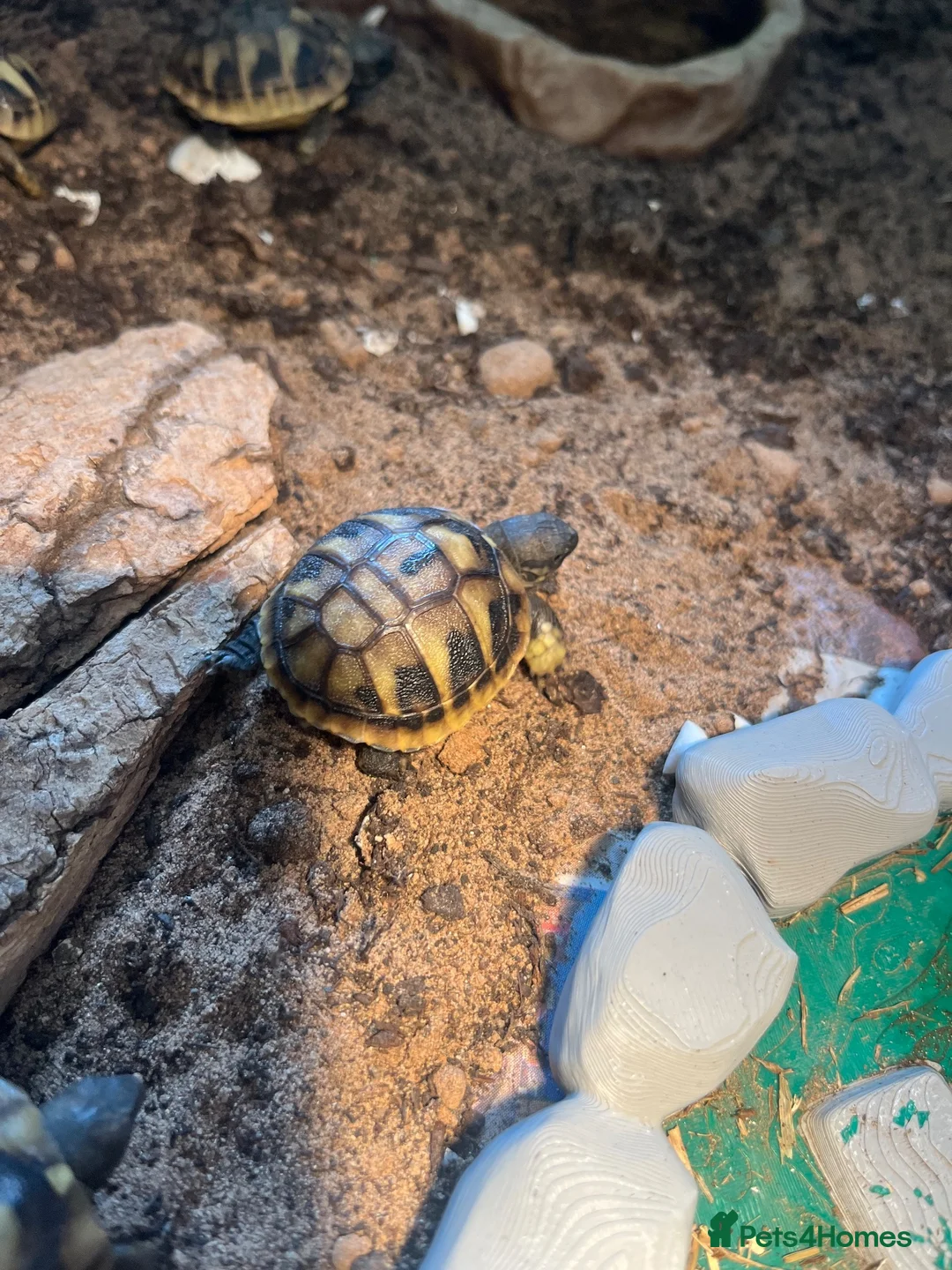 Hermann Tortoise reptiles for sale: Herman hatchlings. Tortoise. - Advert 4
