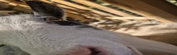 Goats livestock for sale: Pygmy goats  - Advert 12