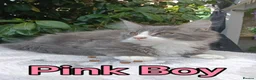 Maine Coon cats for sale: Maine Coon kittens "Pureee Love" - Advert 14