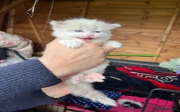 Ragdoll cats for sale: Ragdoll kittens - Image 8
