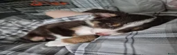 Border Collie dogs for sale: Male border collie last one left in Immingham - Advert 5