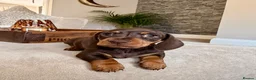 Miniature Dachshund dogs for sale: OUTSTANDING SMOOTH MINIATURE DACHSHUND PUPS  - Advert 10
