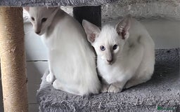 Siamese cats for sale: Two Male Siamese Kittens Looking for New Slaves - Image 6