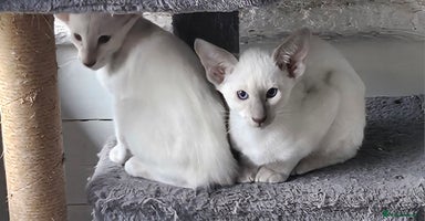 Siamese cats - Advert 11