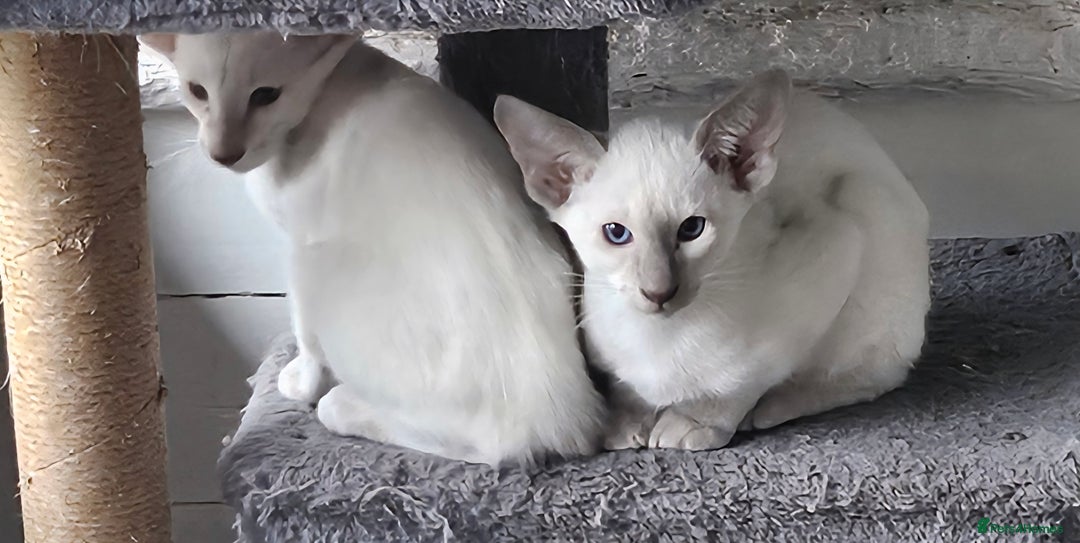 Siamese cats for sale: Two Male Siamese Kittens Looking for New Slaves - Image 6