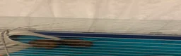 Guinea Pig rodents for sale: Male guinea pigs in London - Advert 4