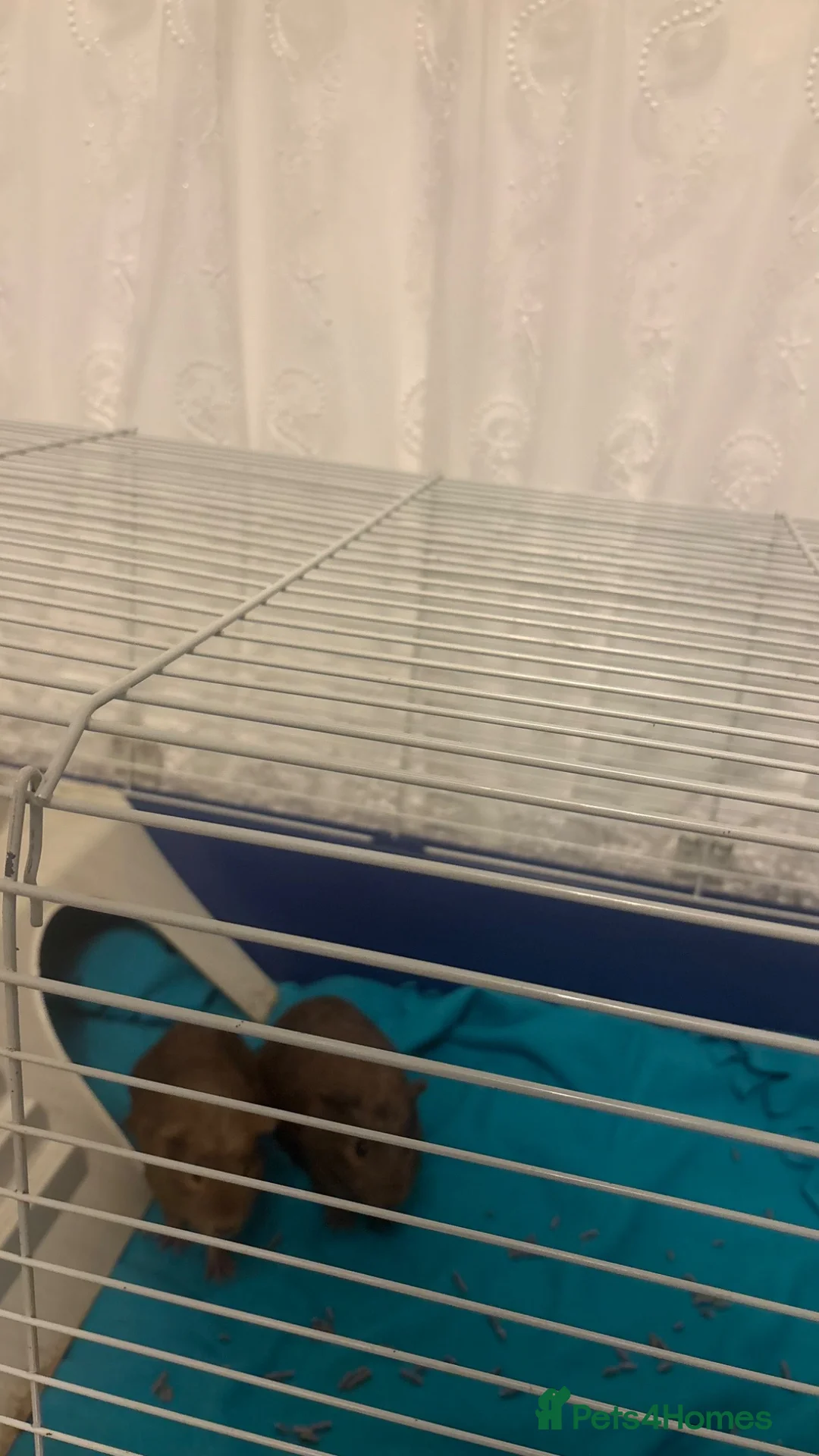 Guinea Pig rodents for sale: Male guinea pigs in London - Advert 4