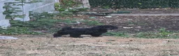Poochon dogs for sale: 2 beautiful poochon puppys black n white for sale  - Advert 10
