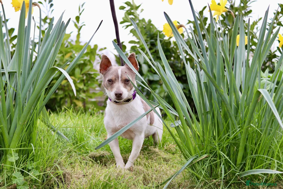 Jack Russell dogs for stud: Lilac tri wenlock jackrussel available for stud - Advert 2