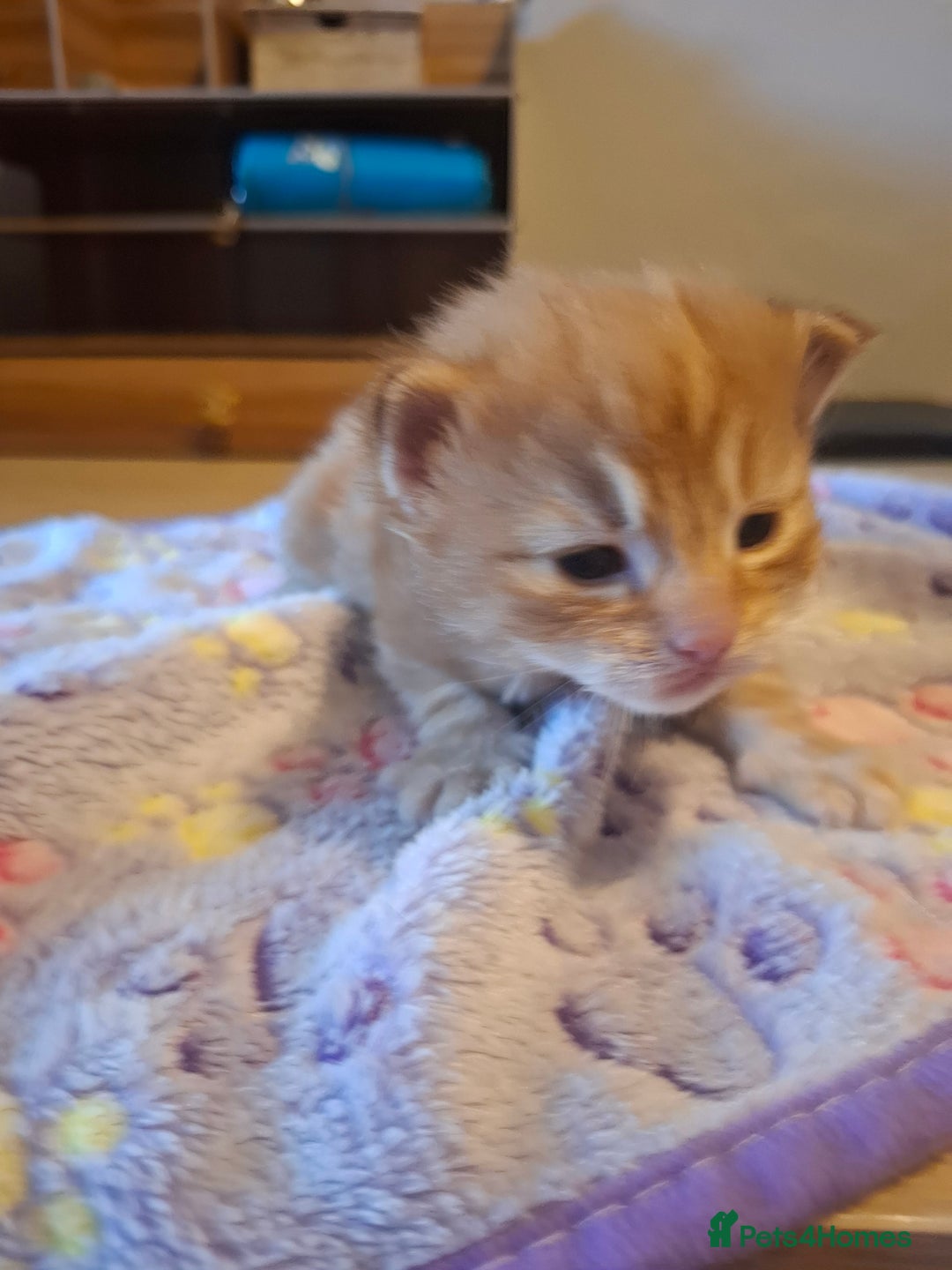 Mixed Breed cats for sale: Brown kitten avaliable.ready 16th August  - Image 17