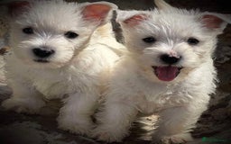 West Highland Terrier dogs for sale: HEALTH CHECKED DNA TESTED NOW READY - Image 2