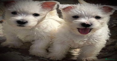 West Highland Terrier dogs - Advert 2