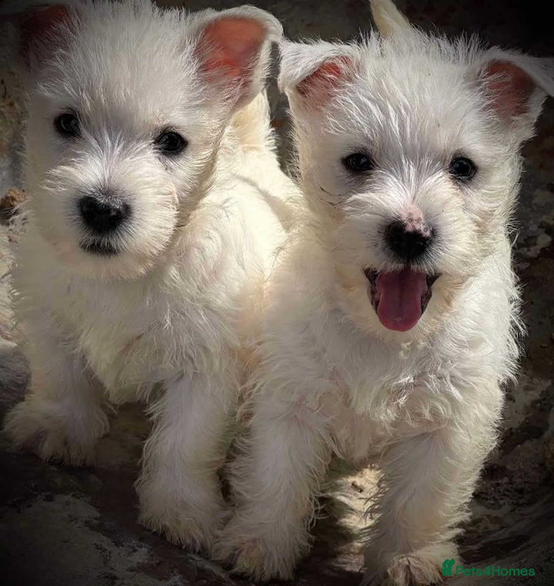West Highland Terrier dogs for sale: HEALTH CHECKED DNA TESTED NOW READY - Image 2